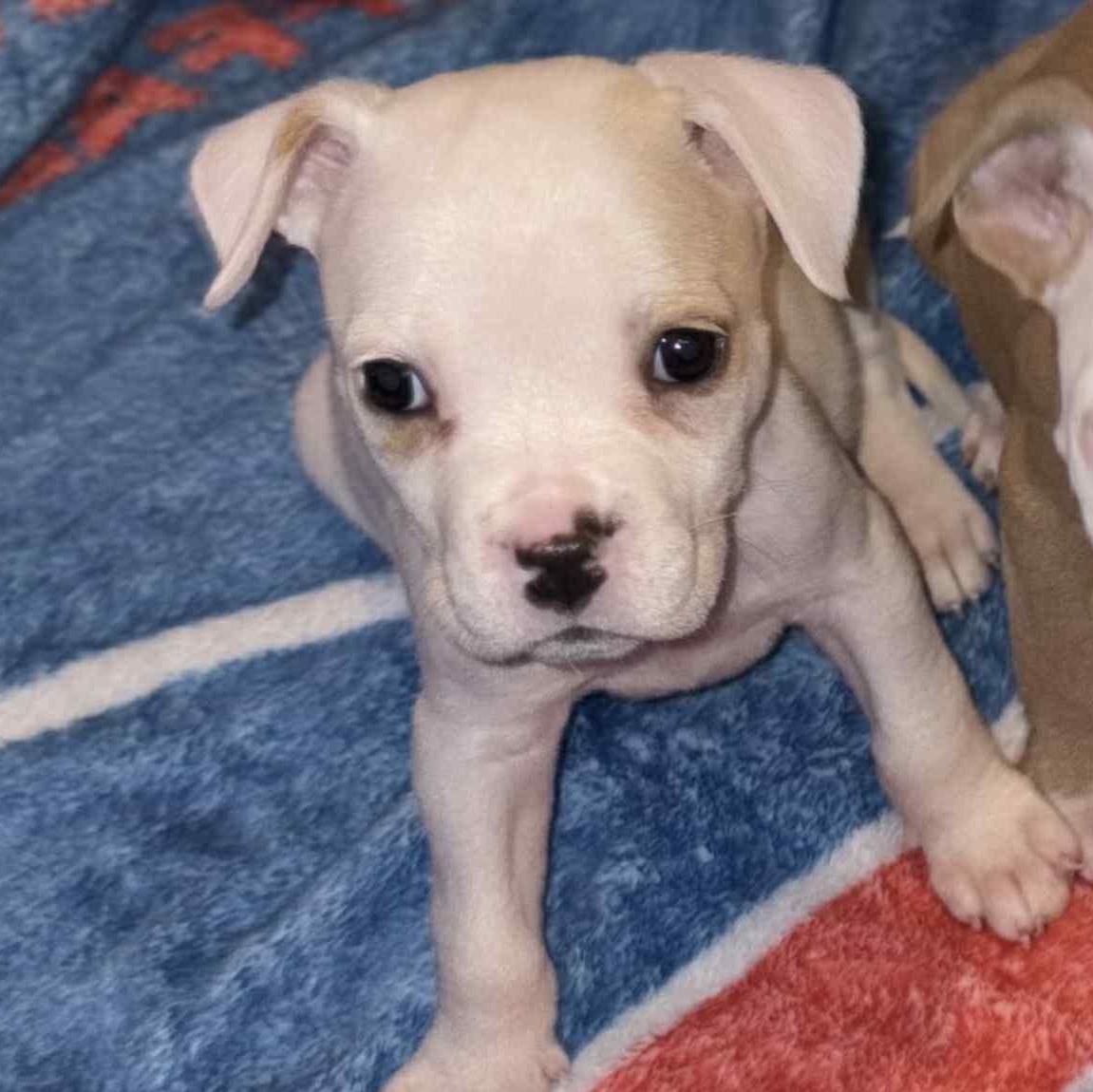 Minnie, Adoptable, Puppy Female Boxer & Pit Bull Terrier.