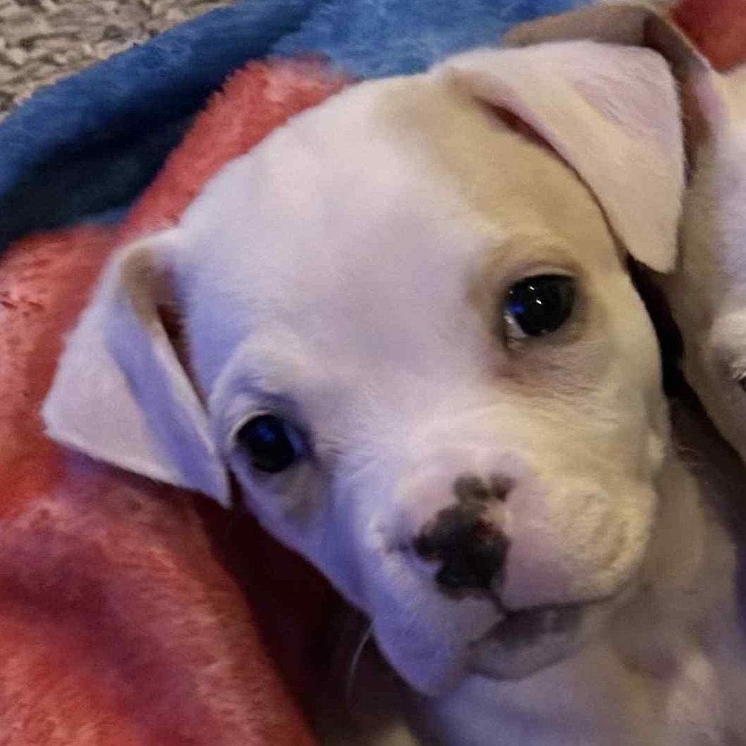 Minnie, an adoption pending mixed breed in Buffalo, NY image 5/5