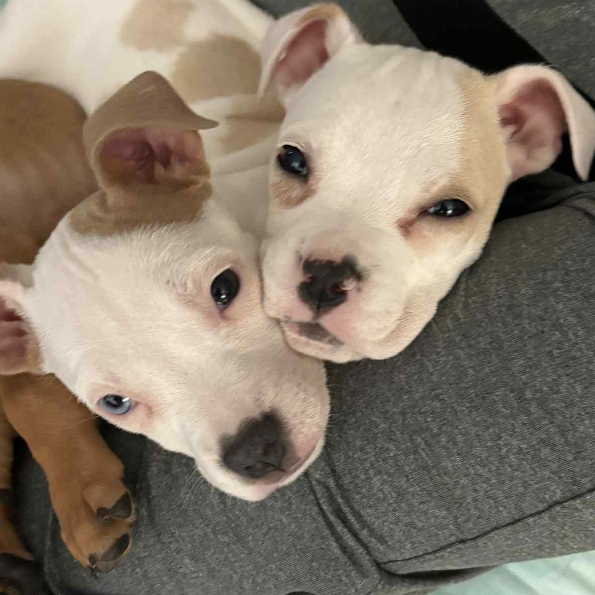 Minnie, an adoption pending mixed breed in Buffalo, NY image 4/5