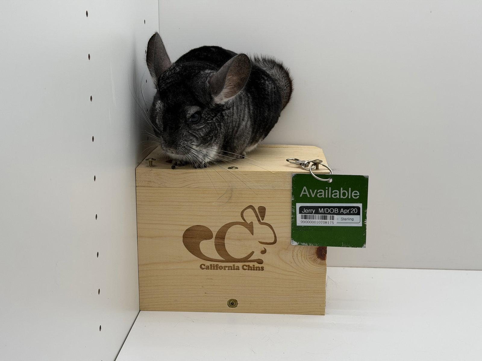 Enlarge Jerry, a Adoptable Chinchilla in Sunnyvale, CA image 1/3