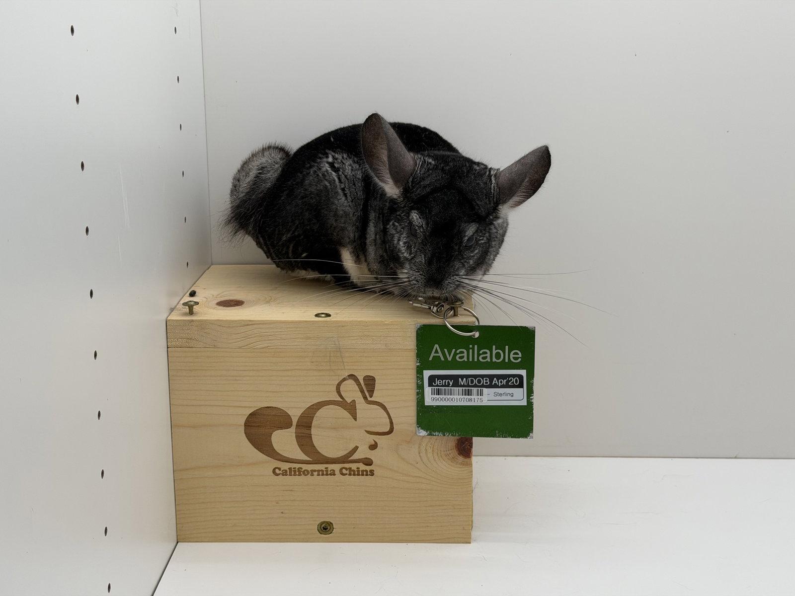 Enlarge Jerry, a Adoptable Chinchilla in Sunnyvale, CA image 2/3