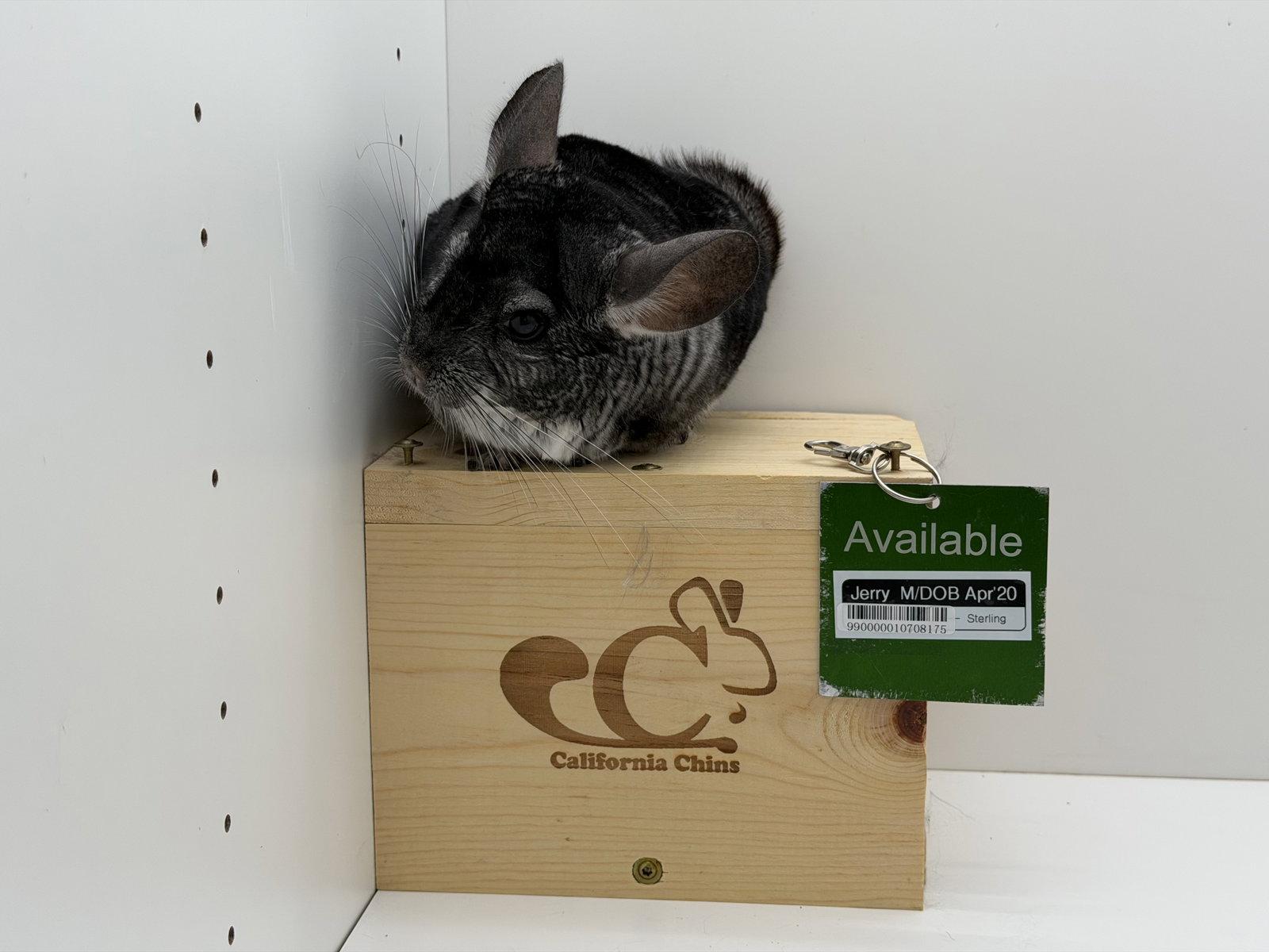 Enlarge Jerry, a Adoptable Chinchilla in Sunnyvale, CA image 3/3