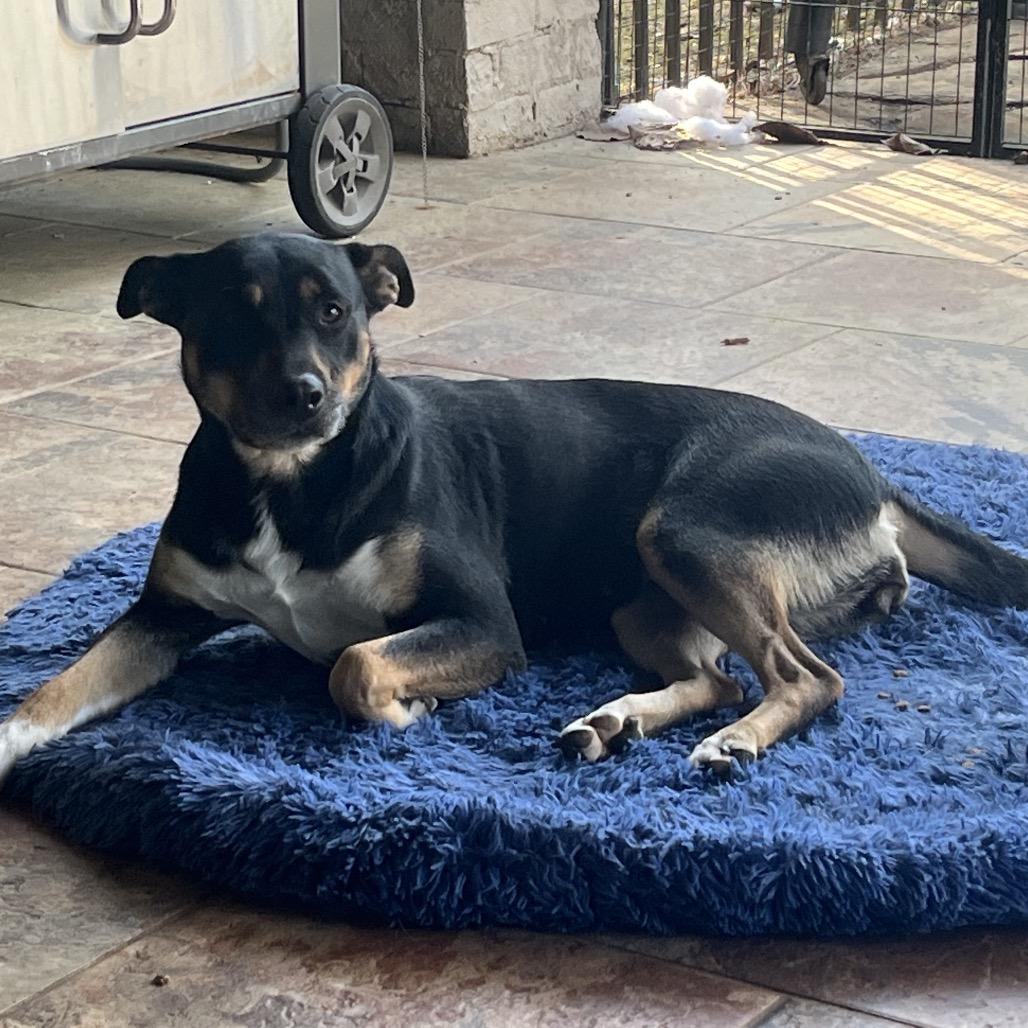 Lucy, Adoptable, Adult Female Australian Kelpie & Black Labrador Retriever.