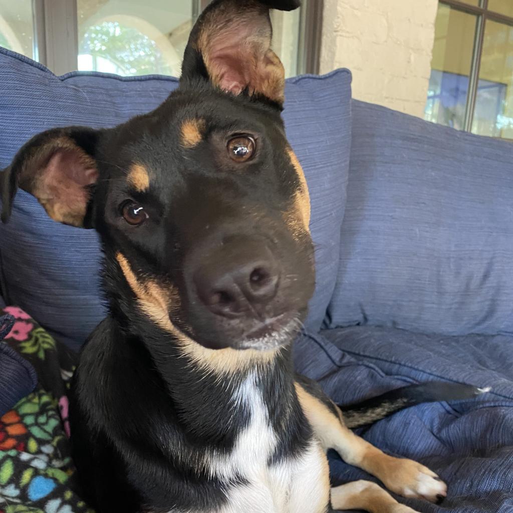 Lucy, a Adoptable mixed breed in Birmingham, AL image 2/2