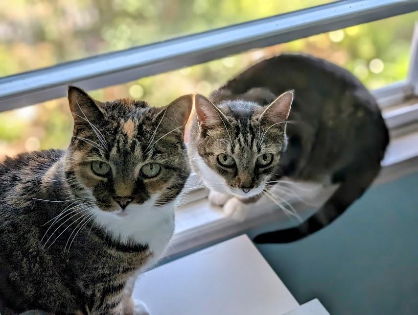 Aria (bonded pair with Tiger)