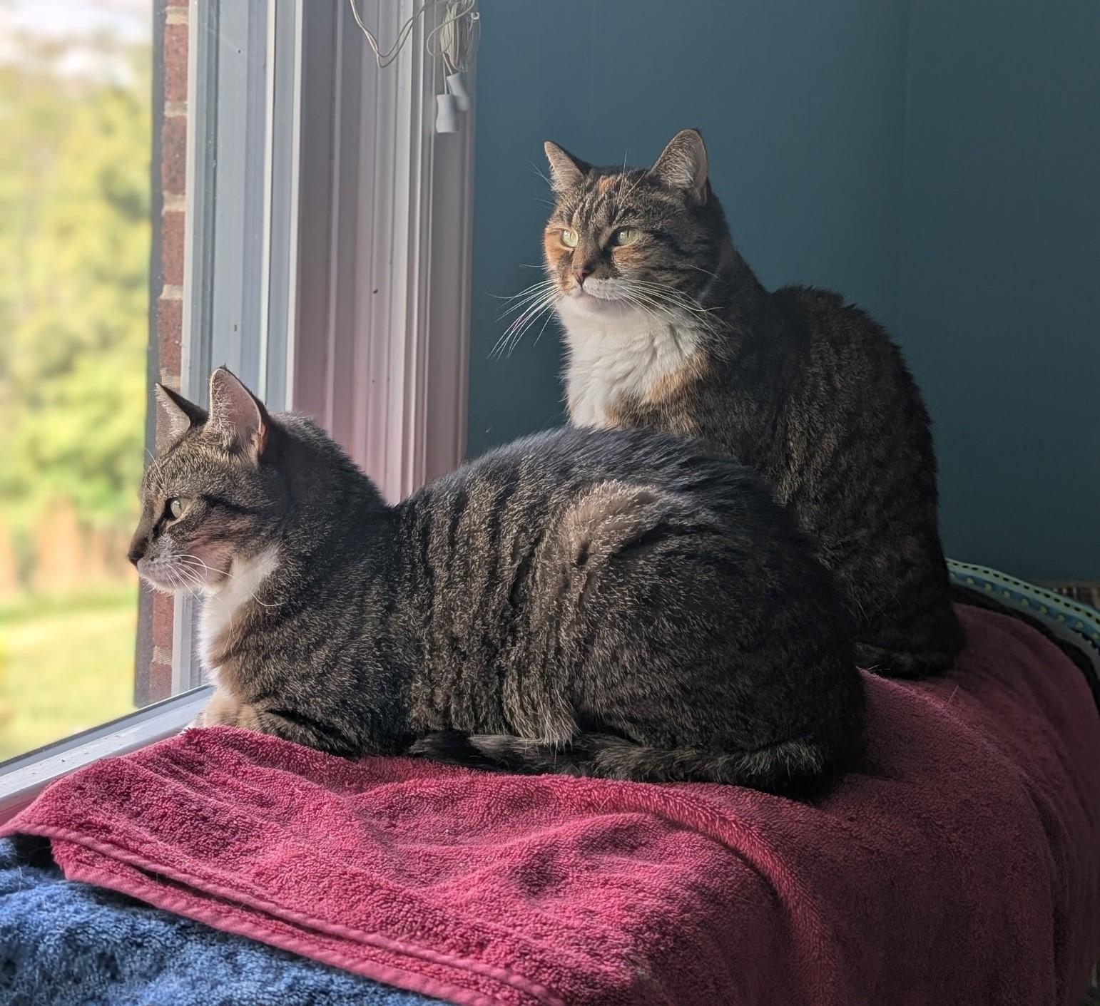 Aria (bonded pair with Tiger)