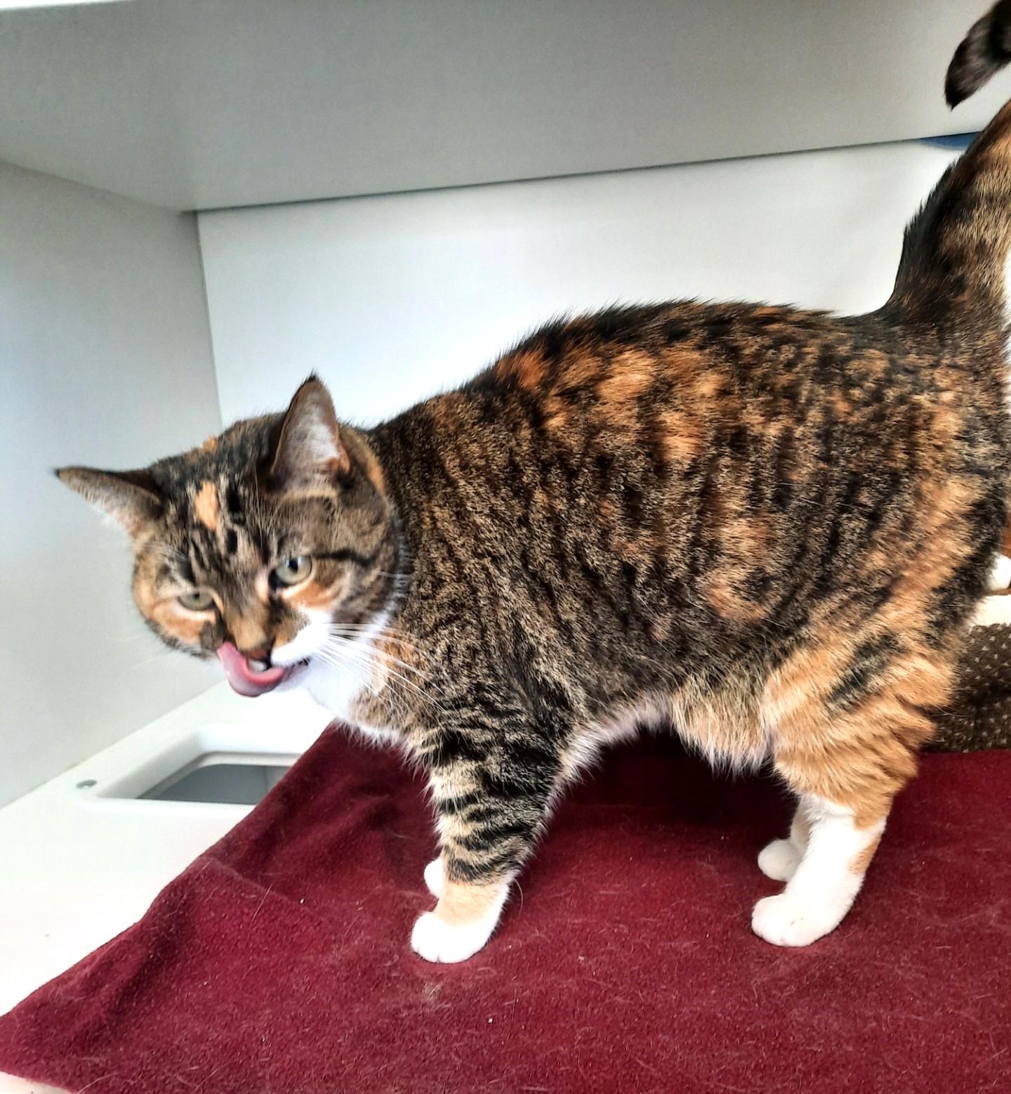 Aria (bonded pair with Tiger)