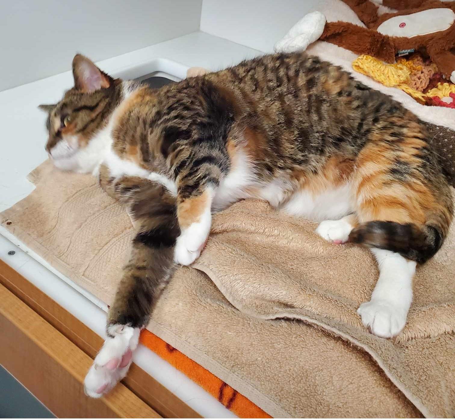 Aria (bonded pair with Tiger)