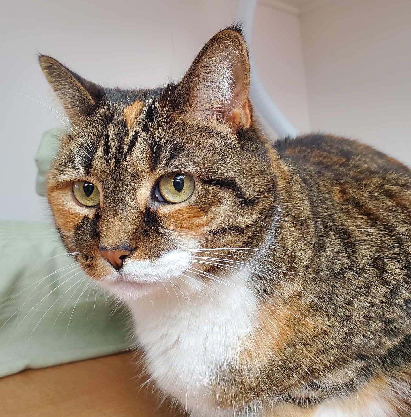 Aria (bonded pair with Tiger)