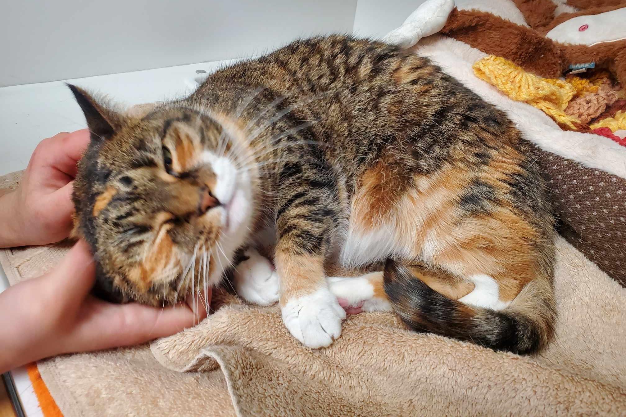 Aria (bonded pair with Tiger)