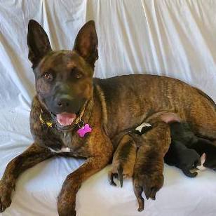 Enlarge Auntie Em, a Adoptable mixed breed in Williamsburg, VA image 10/12