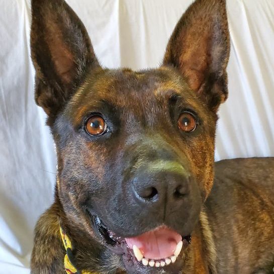 Enlarge Auntie Em, a Adoptable mixed breed in Williamsburg, VA image 8/12