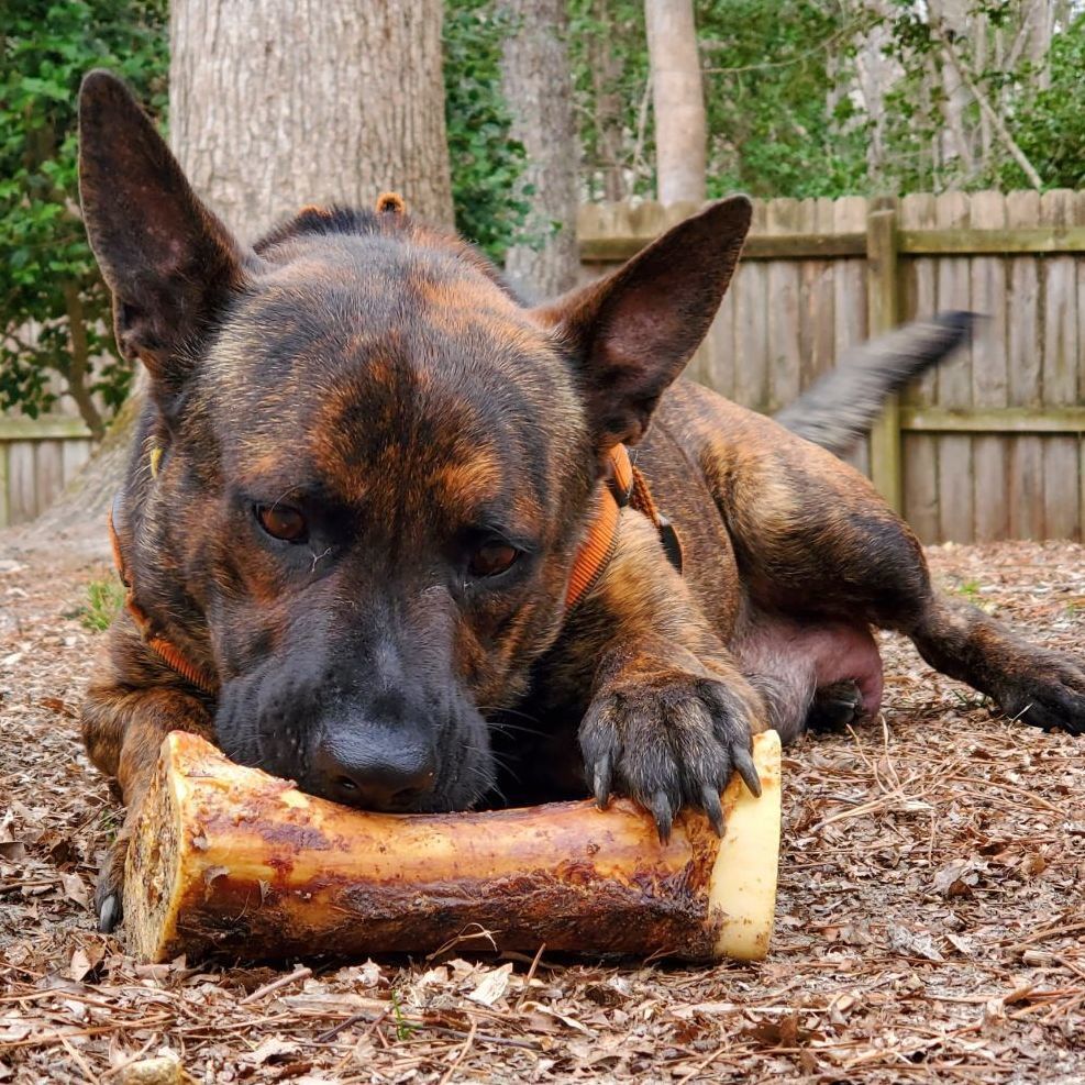 Enlarge Auntie Em, a Adoptable mixed breed in Williamsburg, VA image 11/12