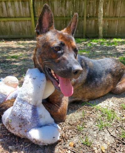 Auntie Em, a Adoptable mixed breed in Williamsburg, VA image 1/12