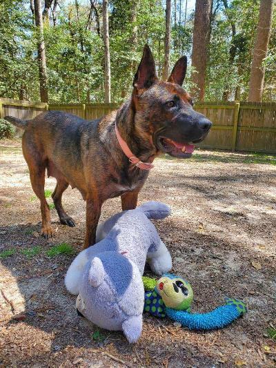 Enlarge Auntie Em, a Adoptable mixed breed in Williamsburg, VA image 12/12