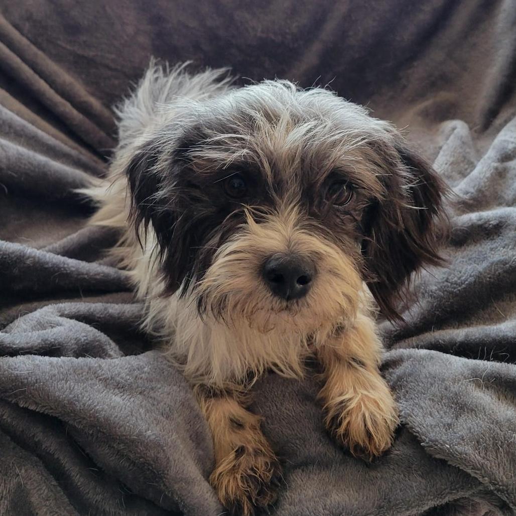 Enlarge Brisa, a ADOPTABLE mixed breed in Sherwood, OR image 4/4