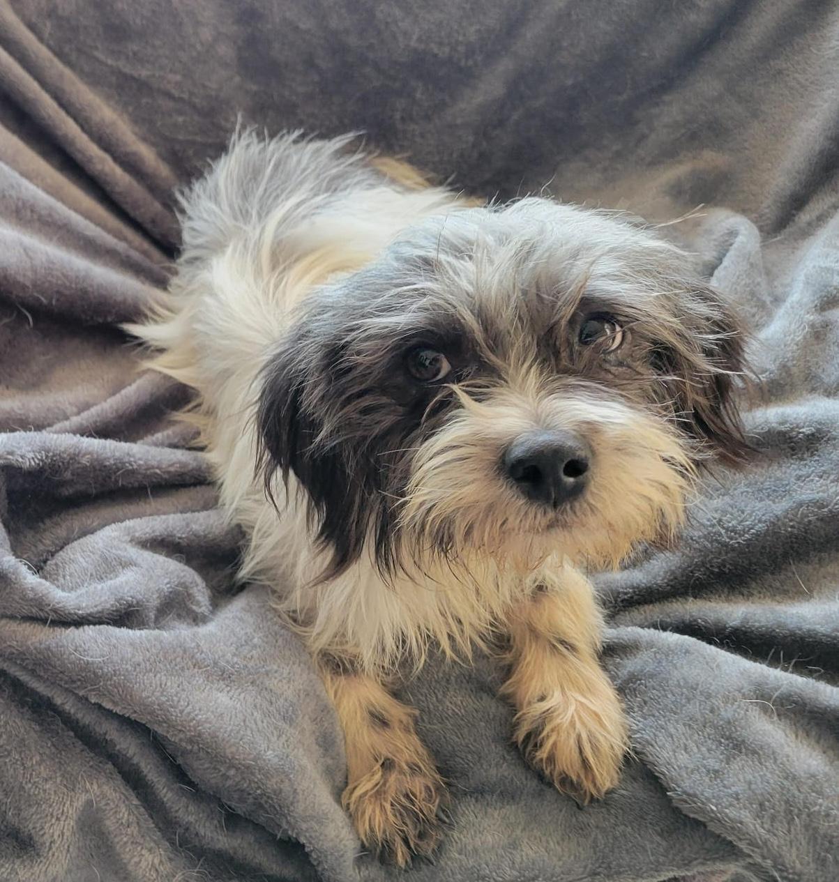 Enlarge Brisa, a ADOPTABLE mixed breed in Sherwood, OR image 3/4