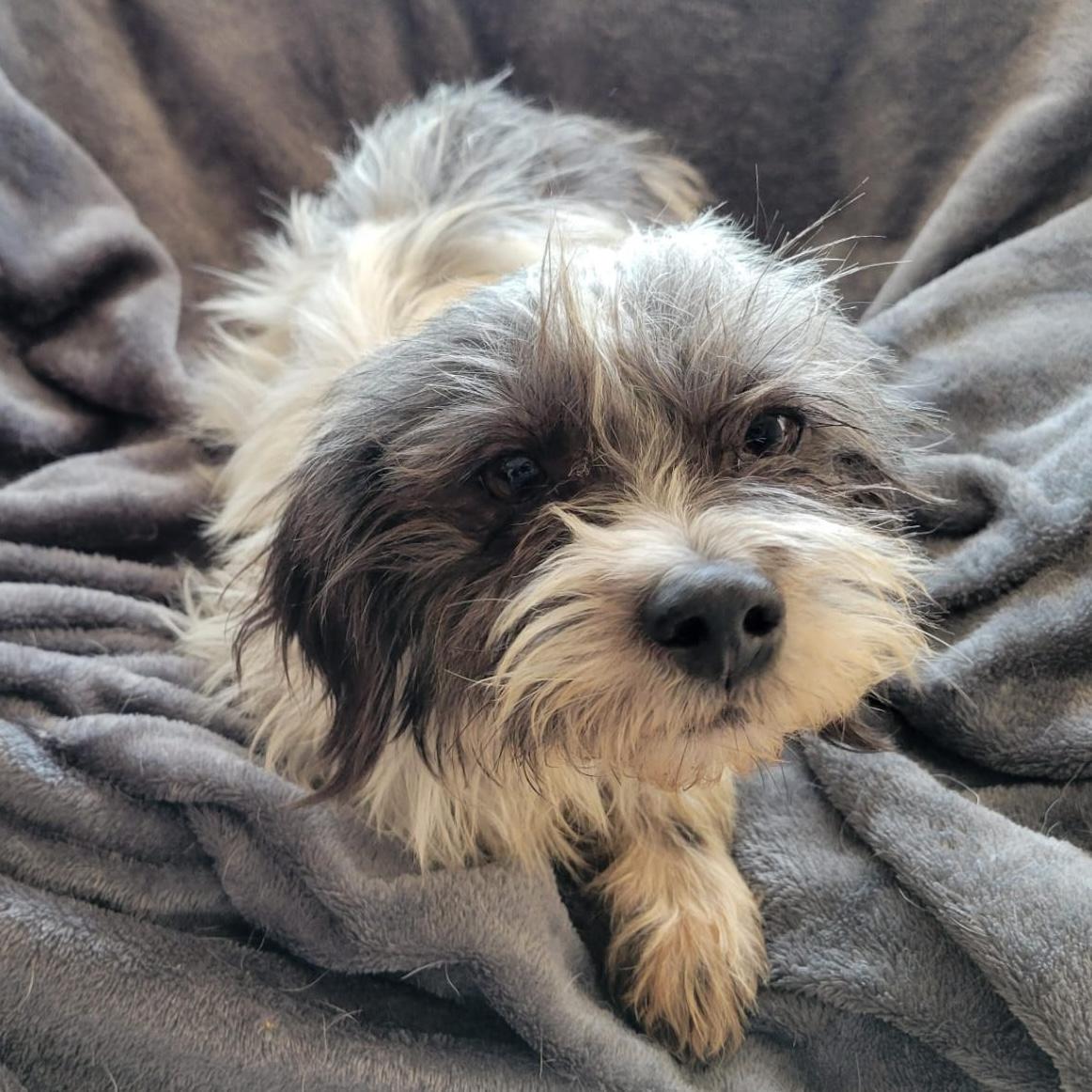 Enlarge Brisa, a ADOPTABLE mixed breed in Sherwood, OR image 2/4