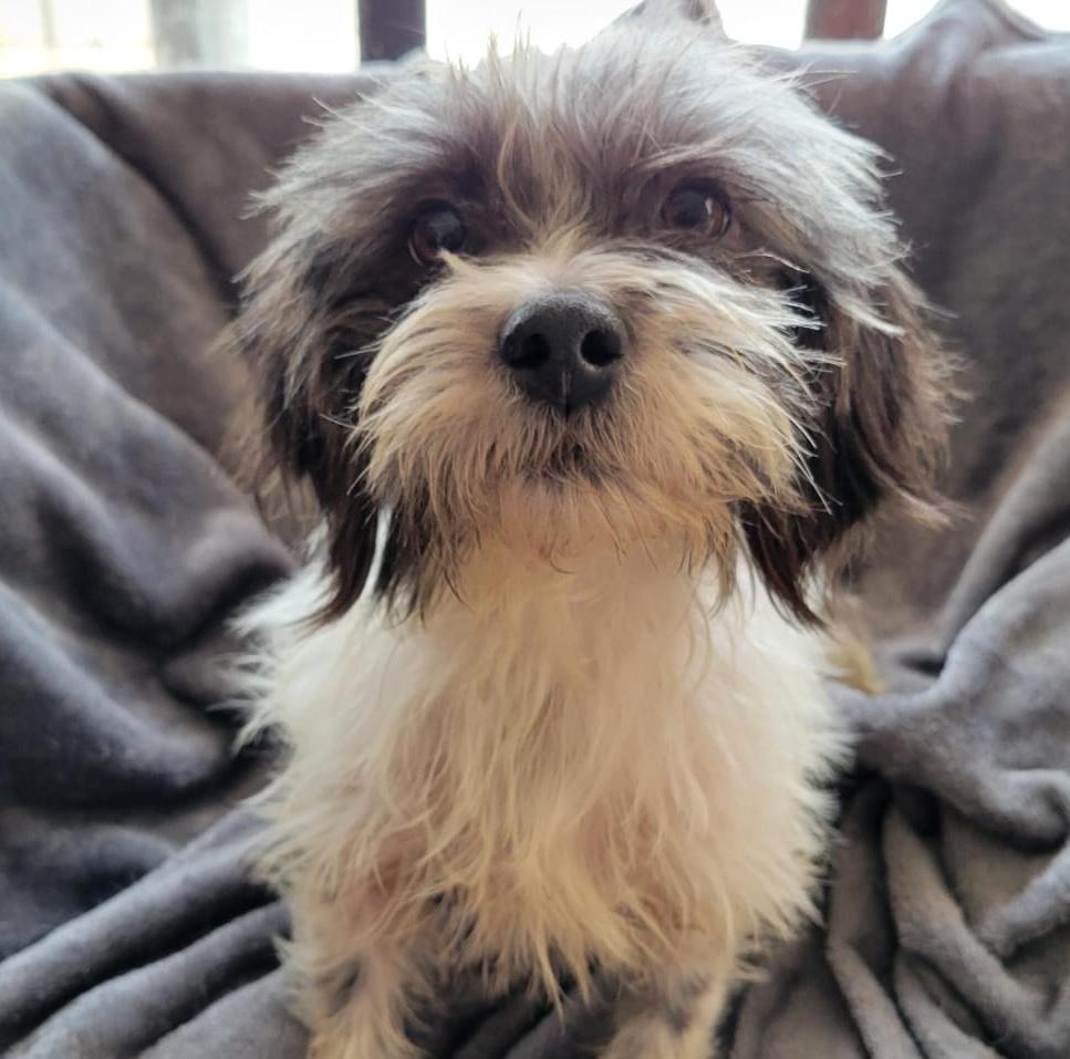 Brisa, ADOPTABLE, Young Female Terrier.