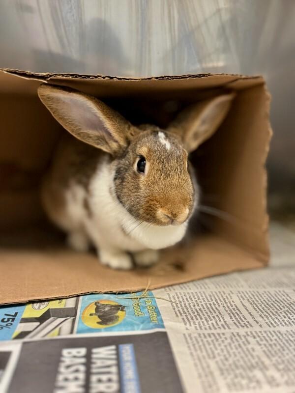 Hopscotch, Adoptable, Adult Female New Zealand.