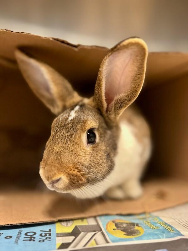 Enlarge Hopscotch, a Adoptable New Zealand in Wooster, OH image 2/3