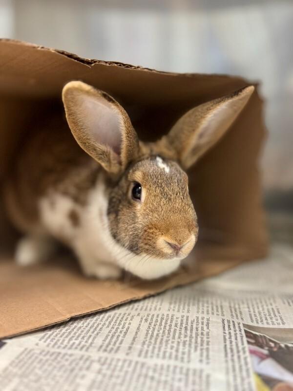 Enlarge Hopscotch, a Adoptable New Zealand in Wooster, OH image 3/3