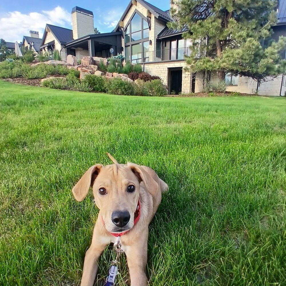 Gilbert, Adoptable, Puppy Male Labrador Retriever.
