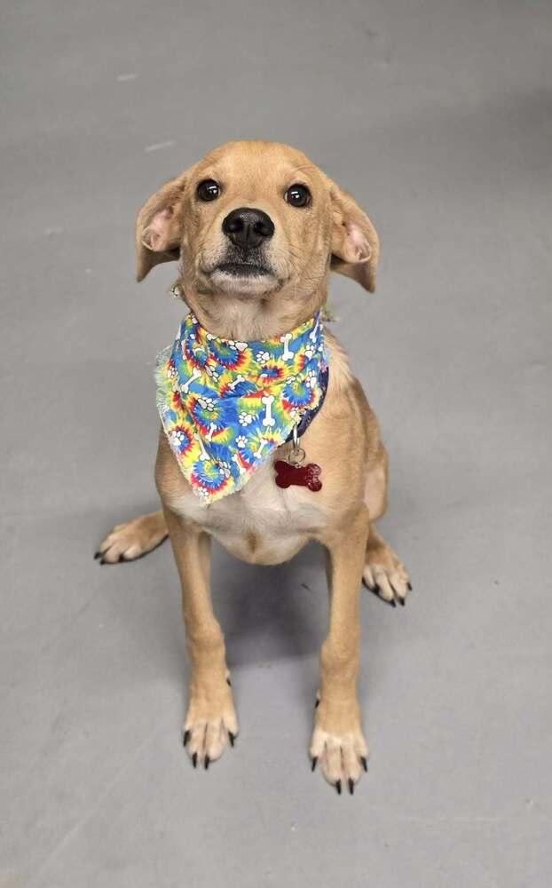 Gilbert, a Adoptable Labrador Retriever in Aurora, CO image 2/6