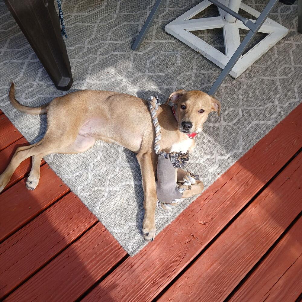 Gilbert, a Adoptable Labrador Retriever in Aurora, CO image 5/6