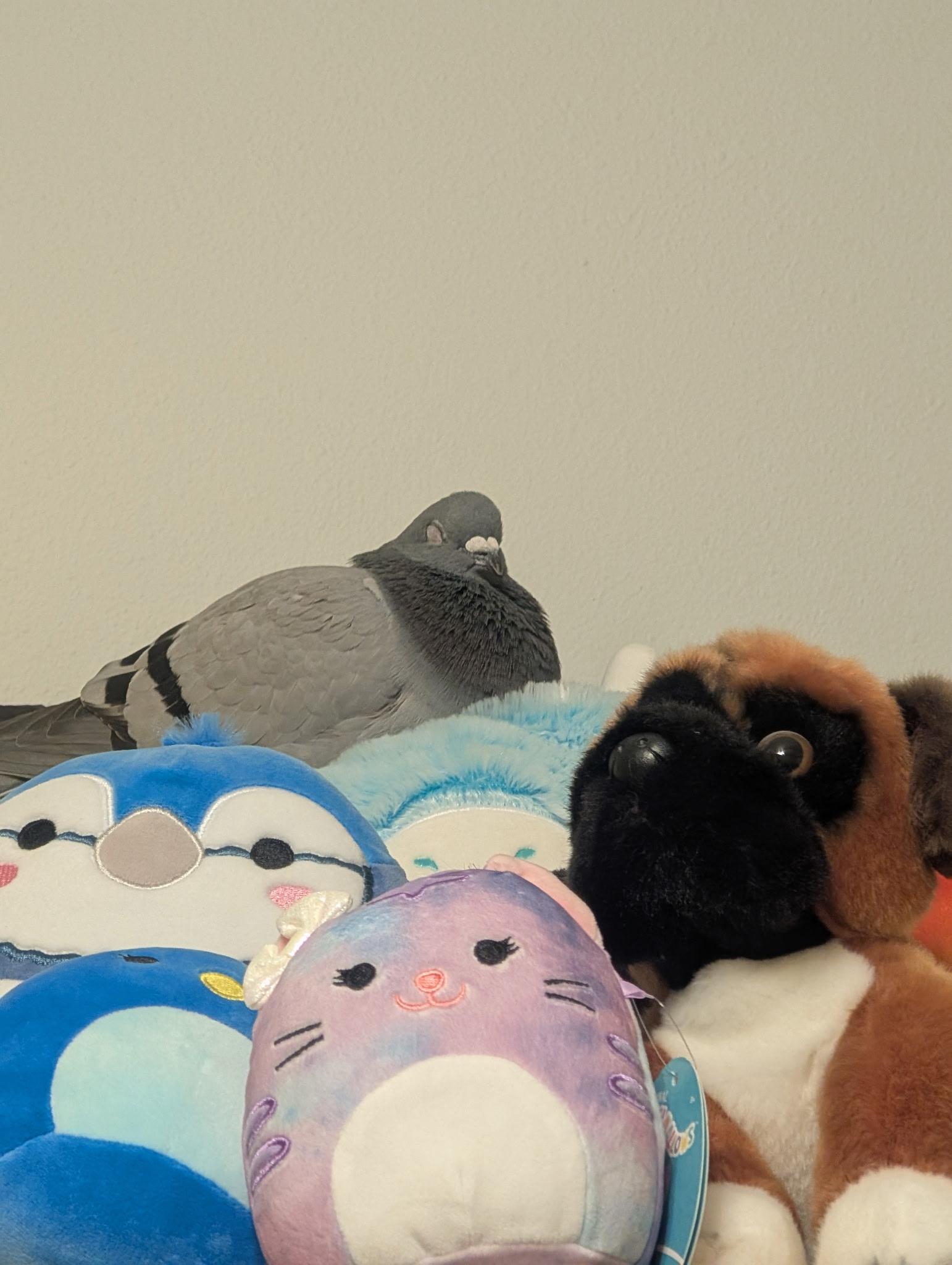 Enlarge Gargamel, a Adoptable Pigeon in Vernon Center, MN image 3/5