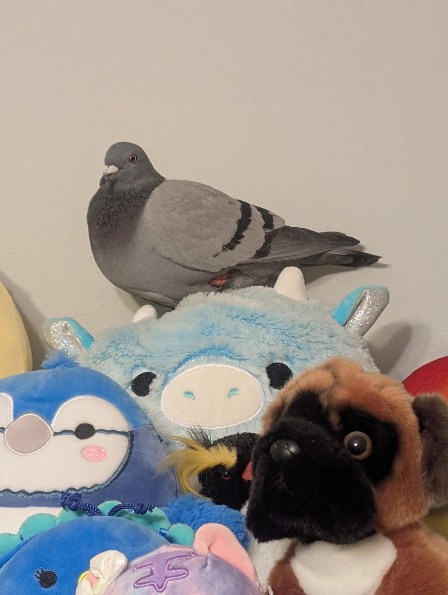 Gargamel, Adoptable, Adult Female Pigeon.