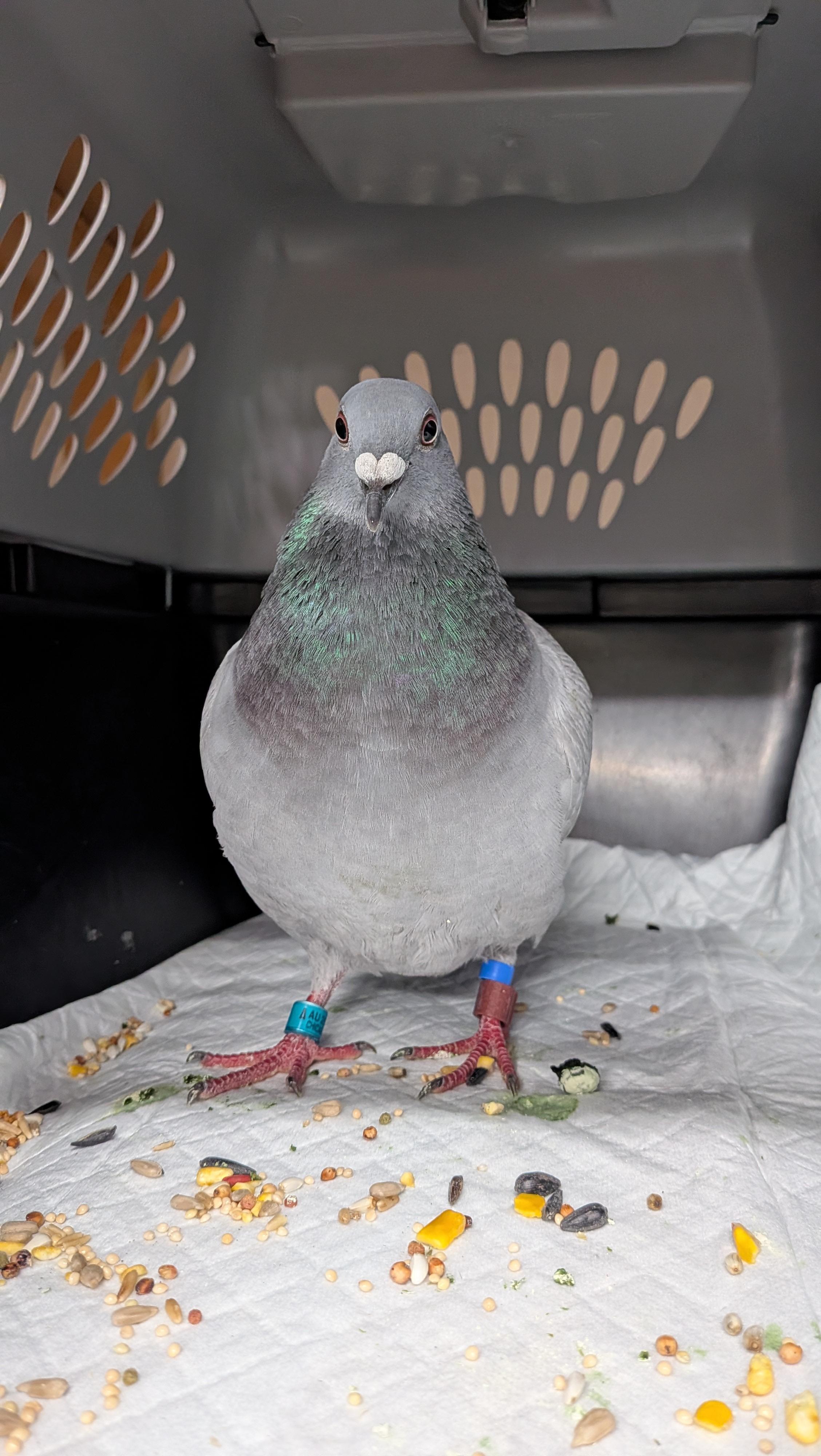 Enlarge Gargamel, a Adoptable Pigeon in Vernon Center, MN image 5/5