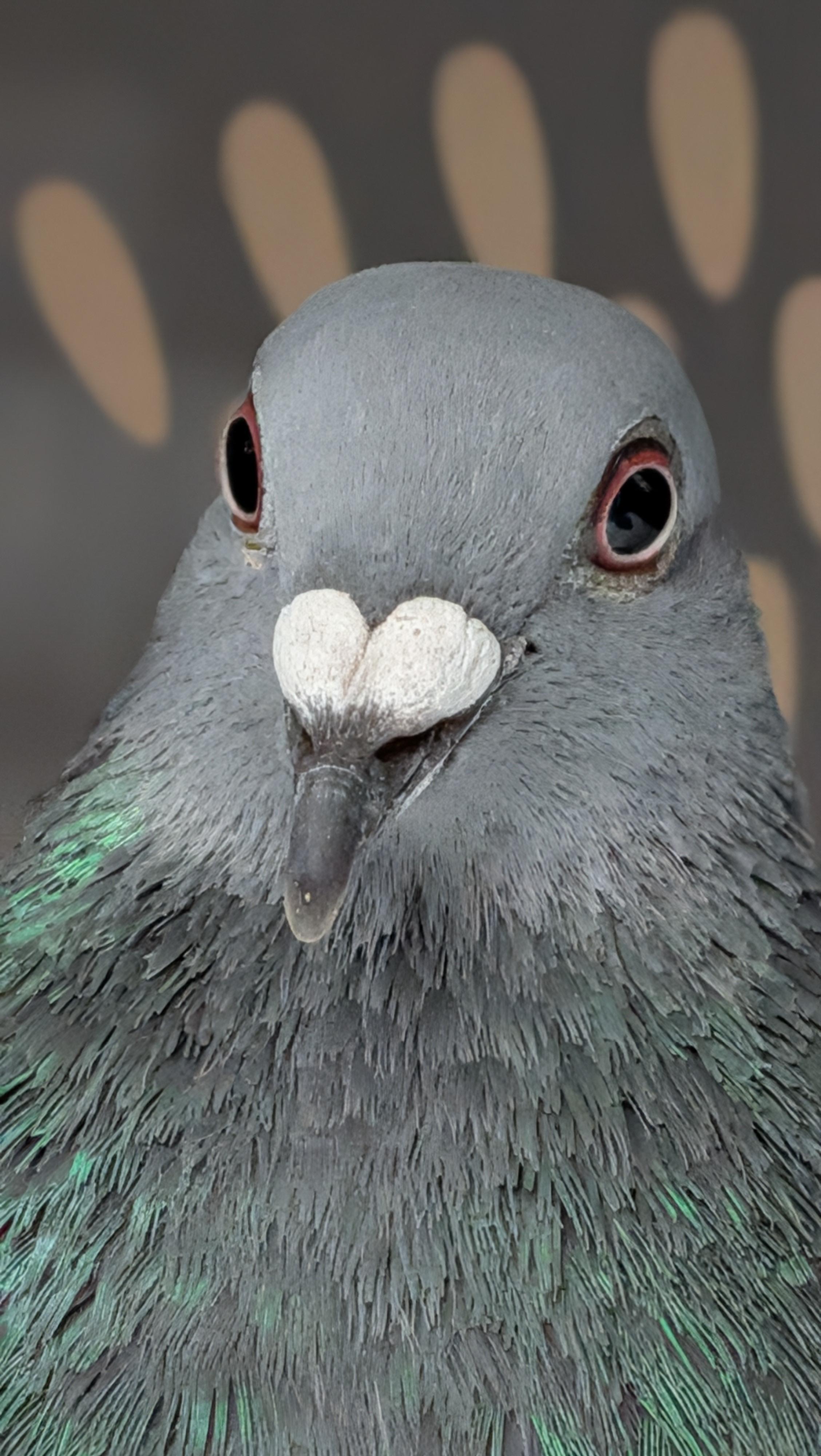 Enlarge Gargamel, a Adoptable Pigeon in Vernon Center, MN image 4/5