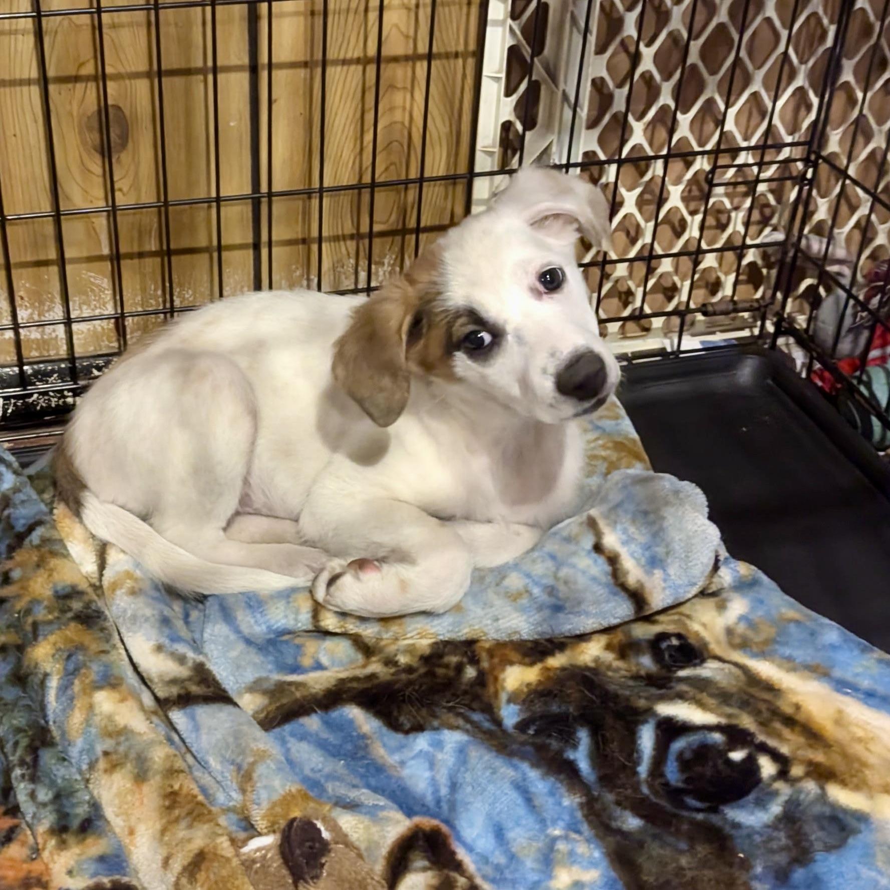 Oona, an adoptable Hound, Setter in Paramus, NJ, 07653 | Photo Image 6