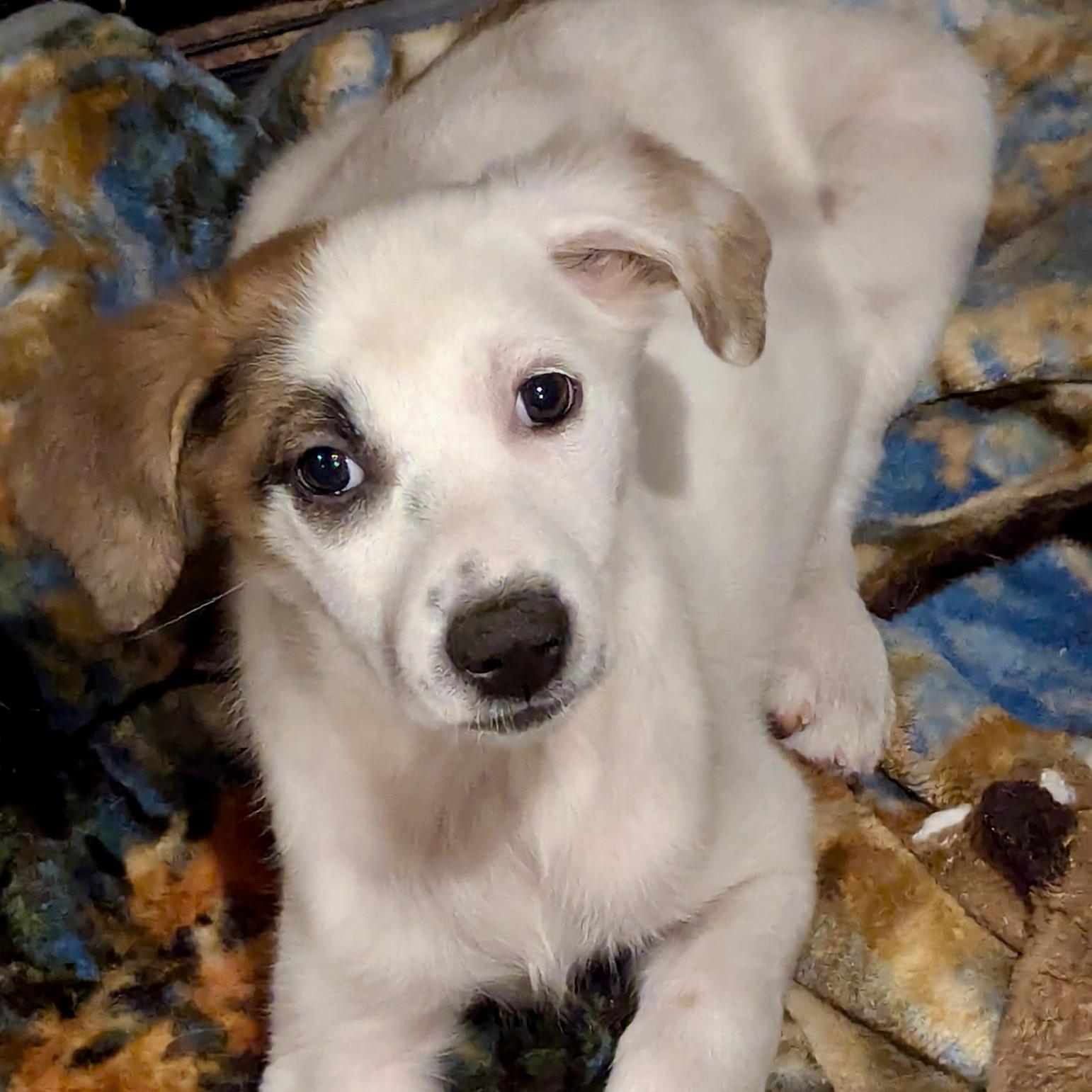 Oona, an adoptable Hound, Setter in Paramus, NJ, 07653 | Photo Image 3