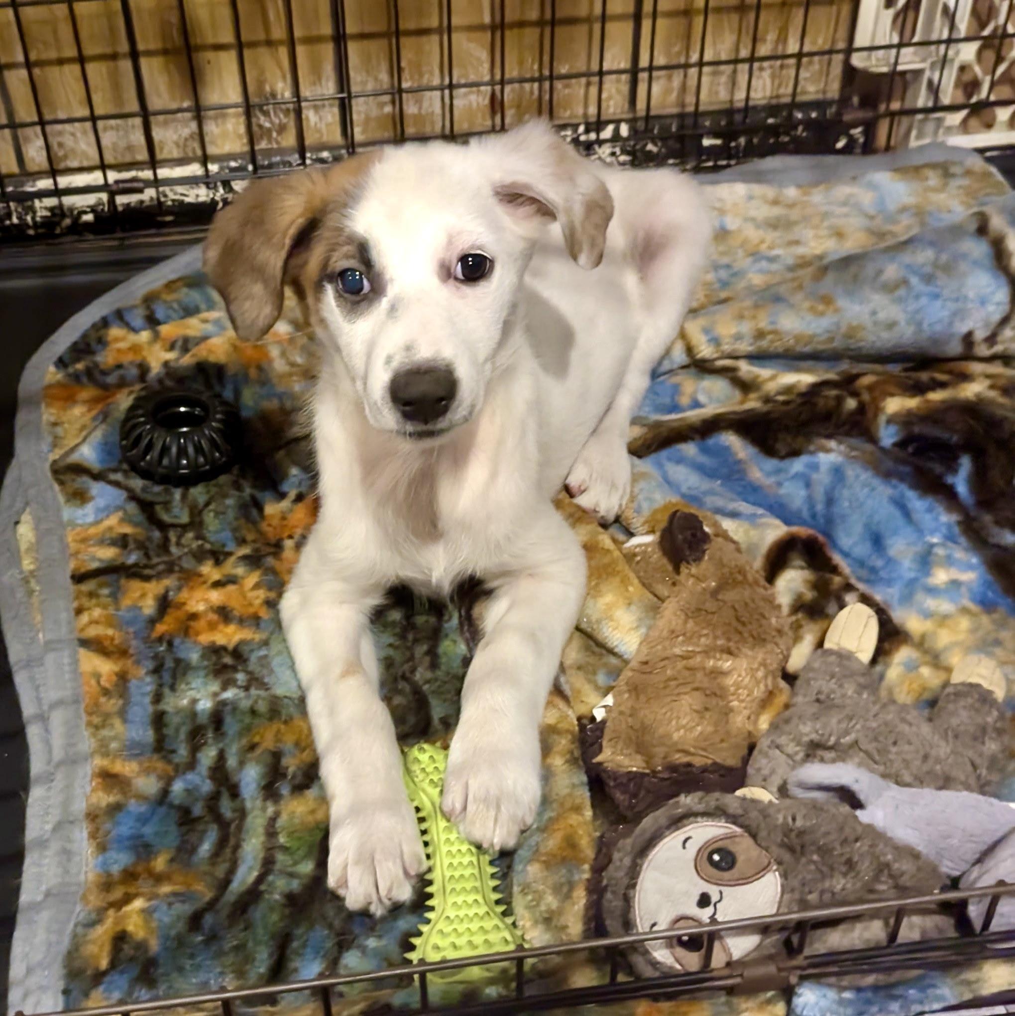 Oona, an adoptable Hound, Setter in Paramus, NJ, 07653 | Photo Image 5