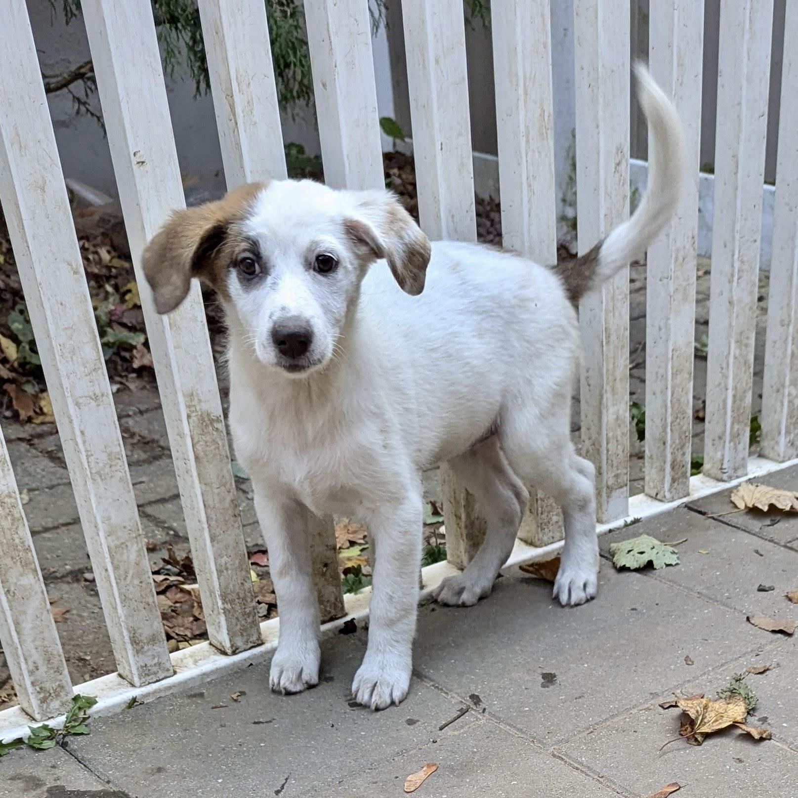 Oona, an adoptable Hound, Setter in Paramus, NJ, 07653 | Photo Image 1