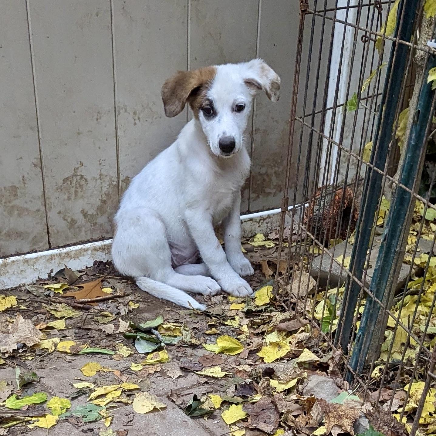 Oona, an adoptable Hound, Setter in Paramus, NJ, 07653 | Photo Image 4