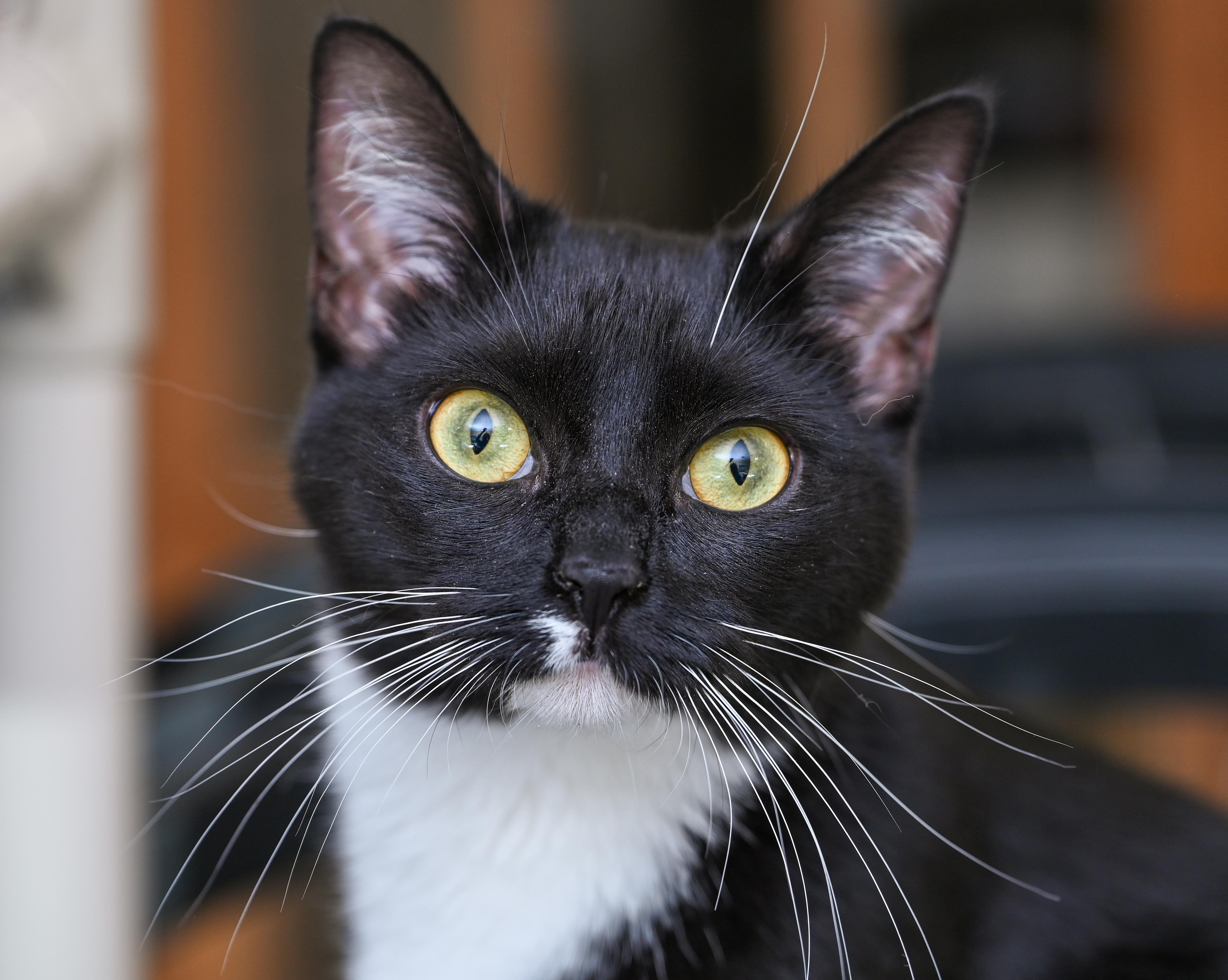 Enlarge Josey, a ADOPTABLE mixed breed in Chattanooga, TN image 4/6