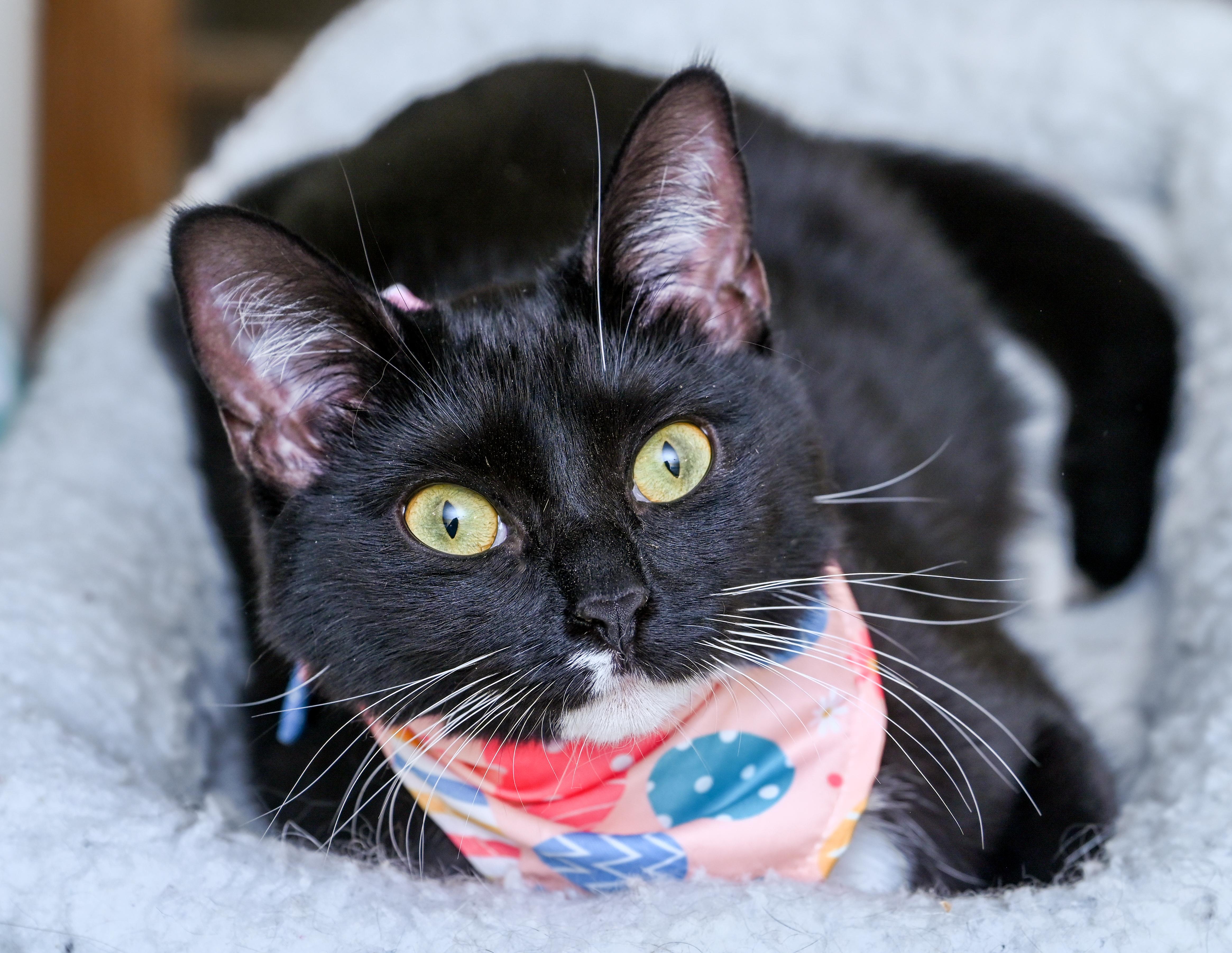 Enlarge Josey, a ADOPTABLE mixed breed in Chattanooga, TN image 3/6