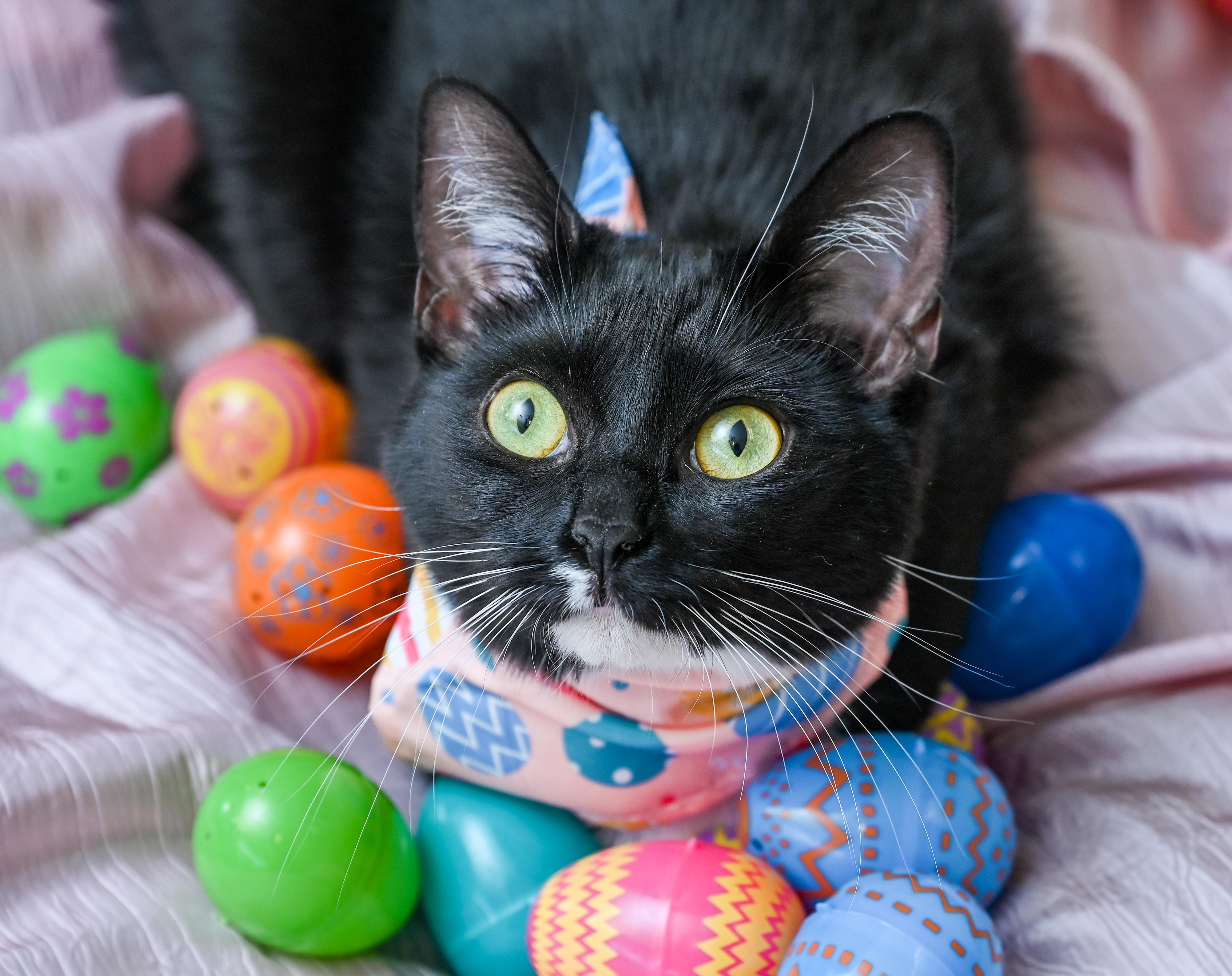 Enlarge Josey, a ADOPTABLE mixed breed in Chattanooga, TN image 5/6