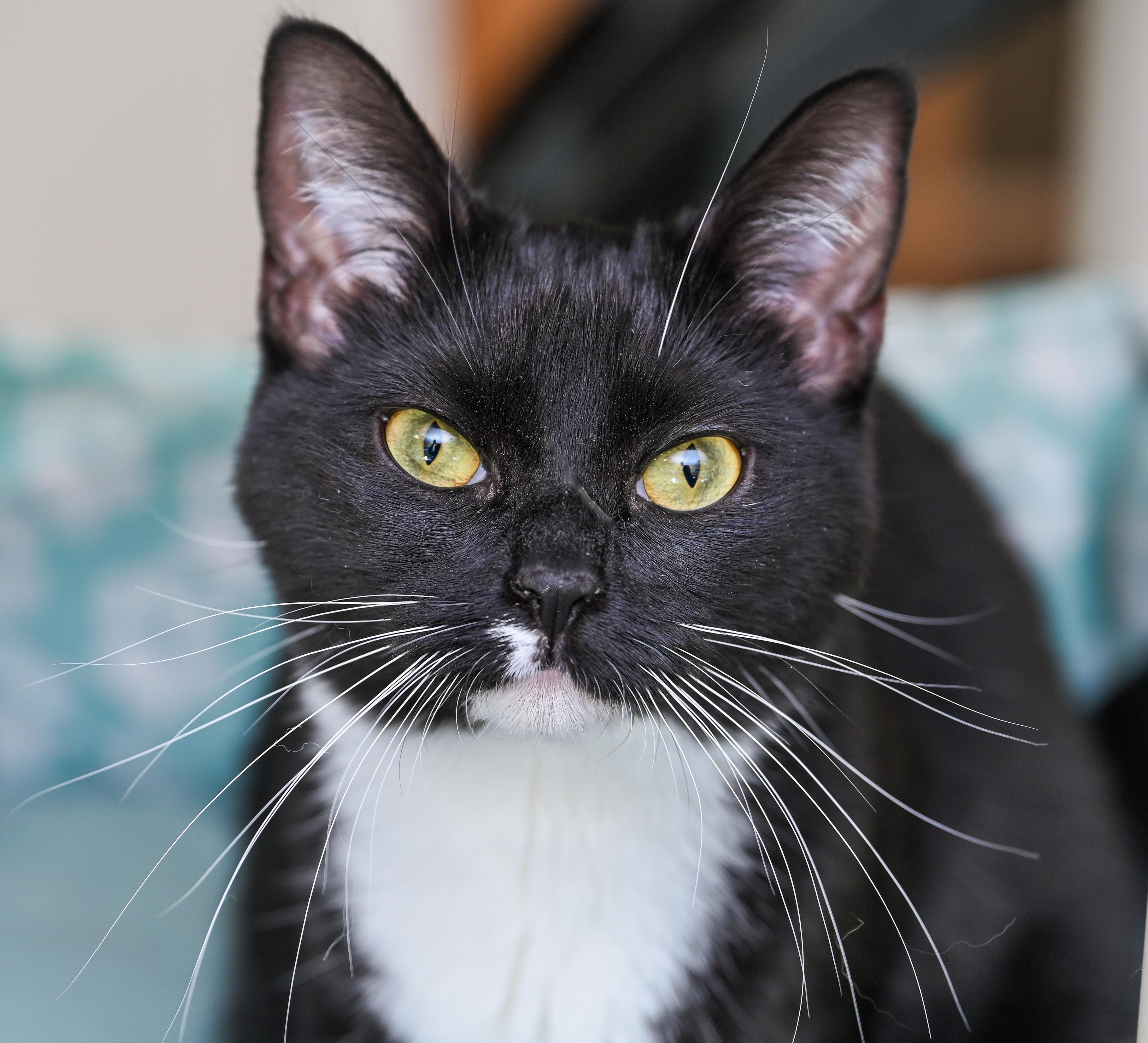 Enlarge Josey, a ADOPTABLE mixed breed in Chattanooga, TN image 1/6