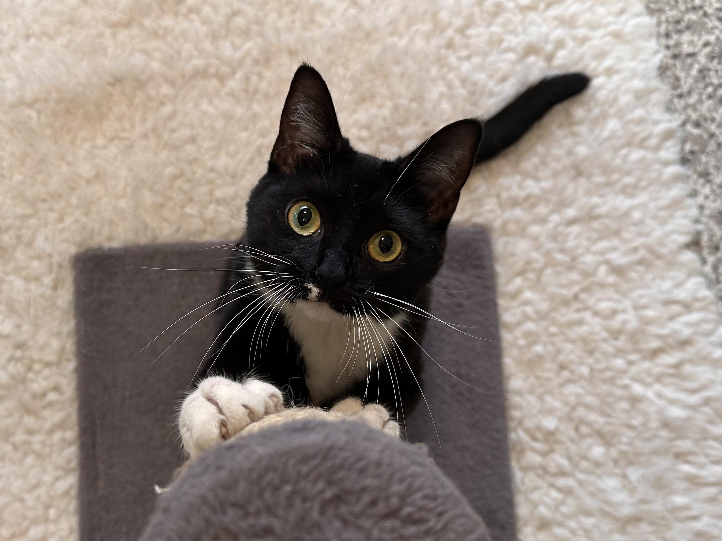 Enlarge Josey, a ADOPTABLE mixed breed in Chattanooga, TN image 6/6