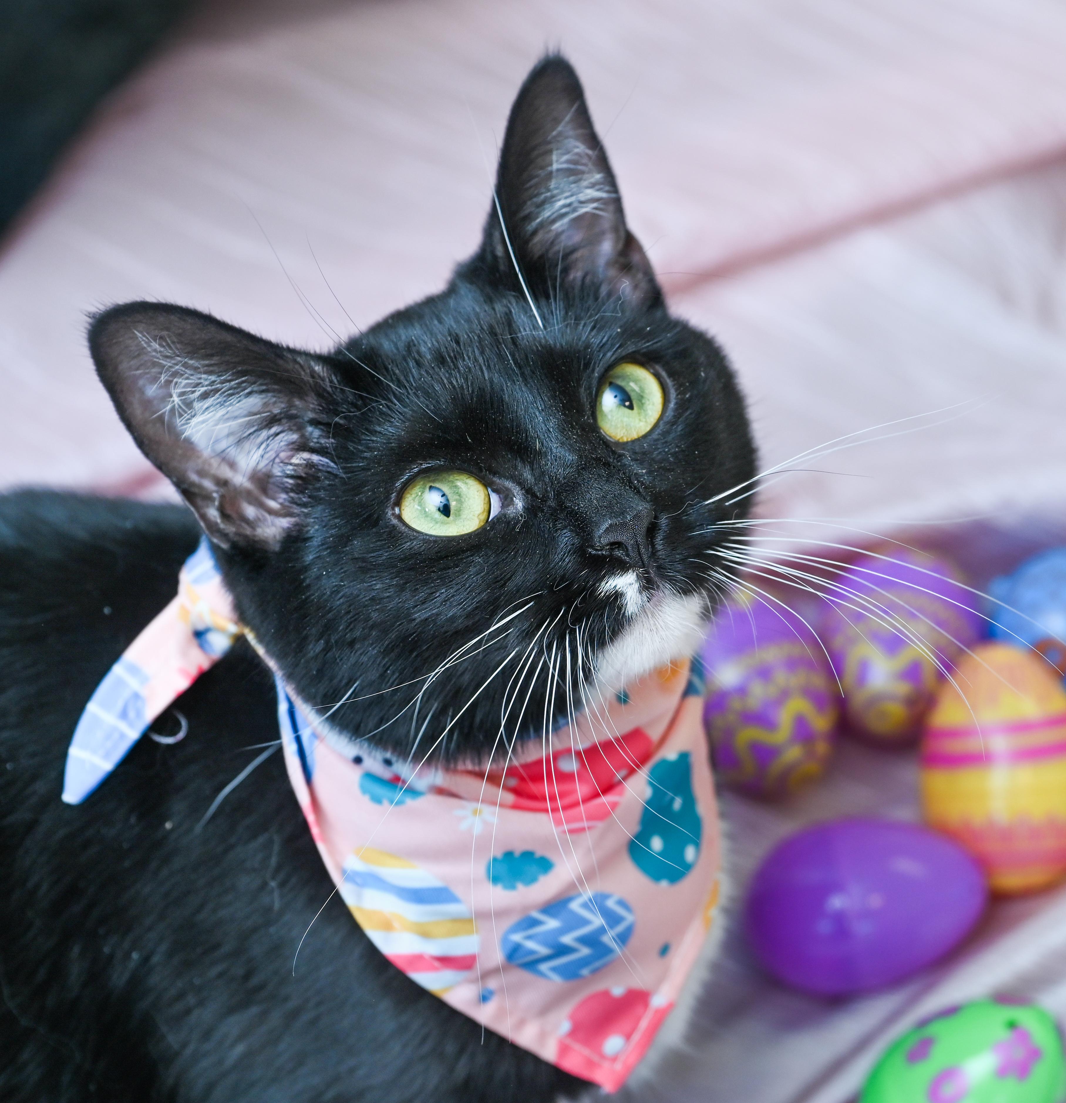 Enlarge Josey, a ADOPTABLE mixed breed in Chattanooga, TN image 2/6