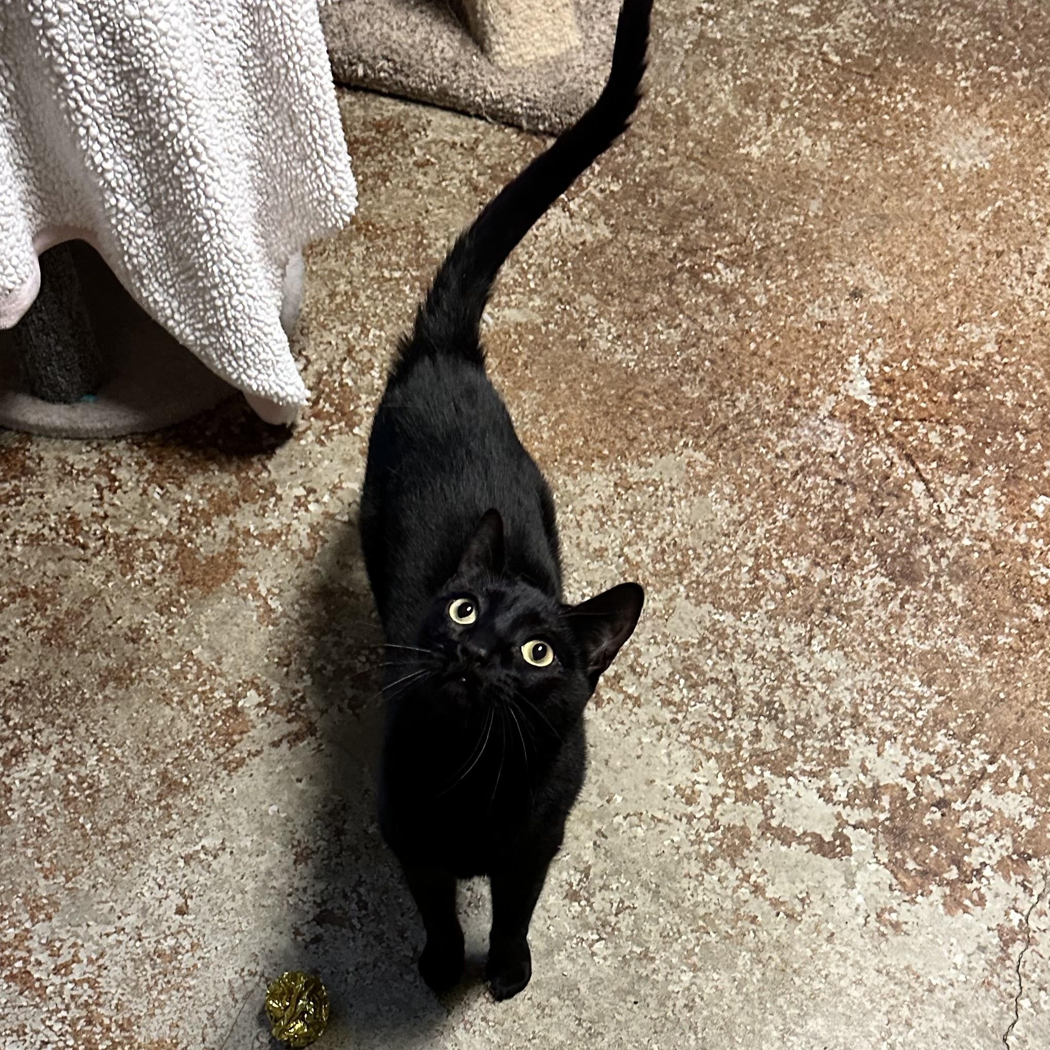 Kit Kat & Dash, a ADOPTABLE Domestic Short Hair in Sacramento, CA image 3/6