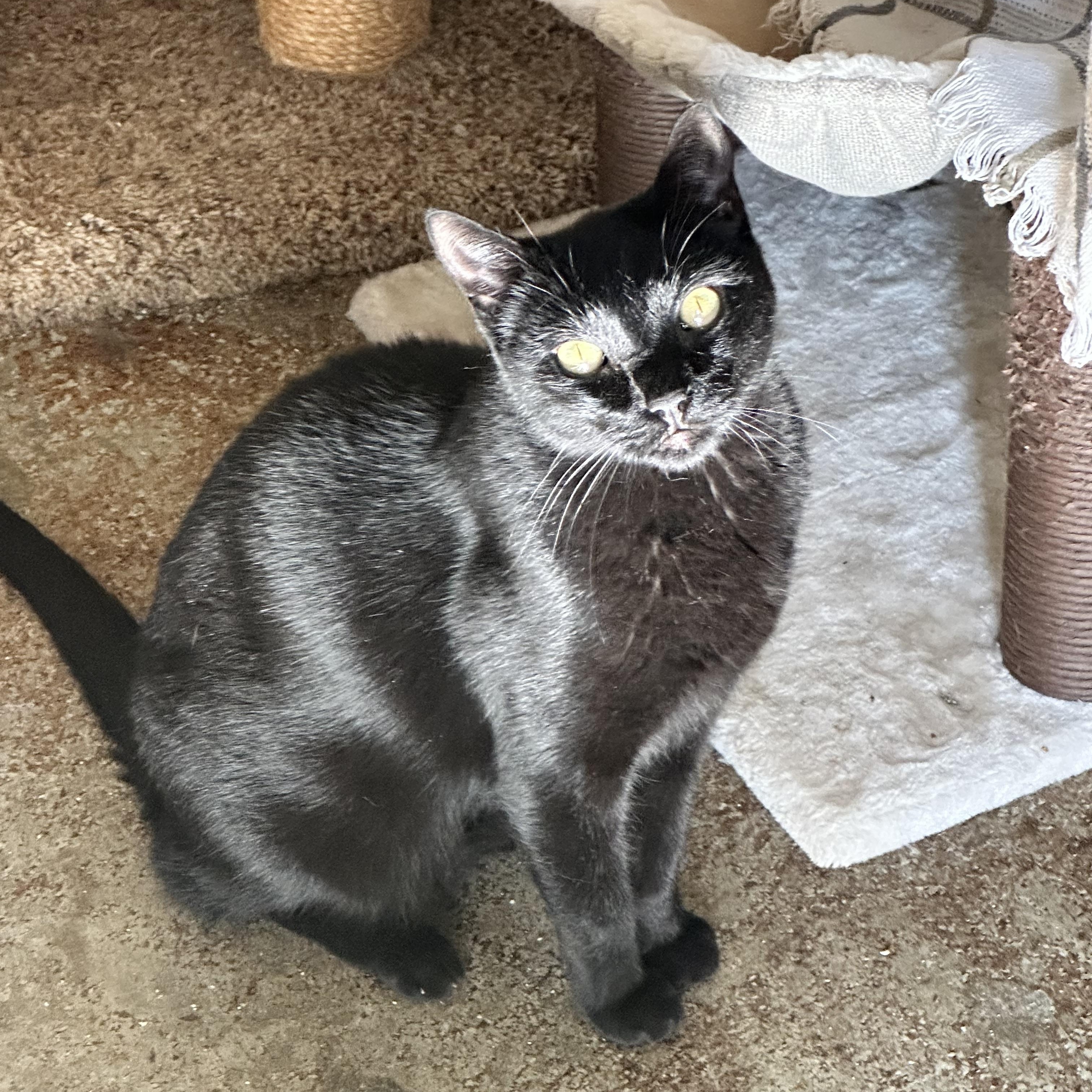 Kit Kat & Dash, ADOPTABLE, Adult Male Domestic Short Hair.