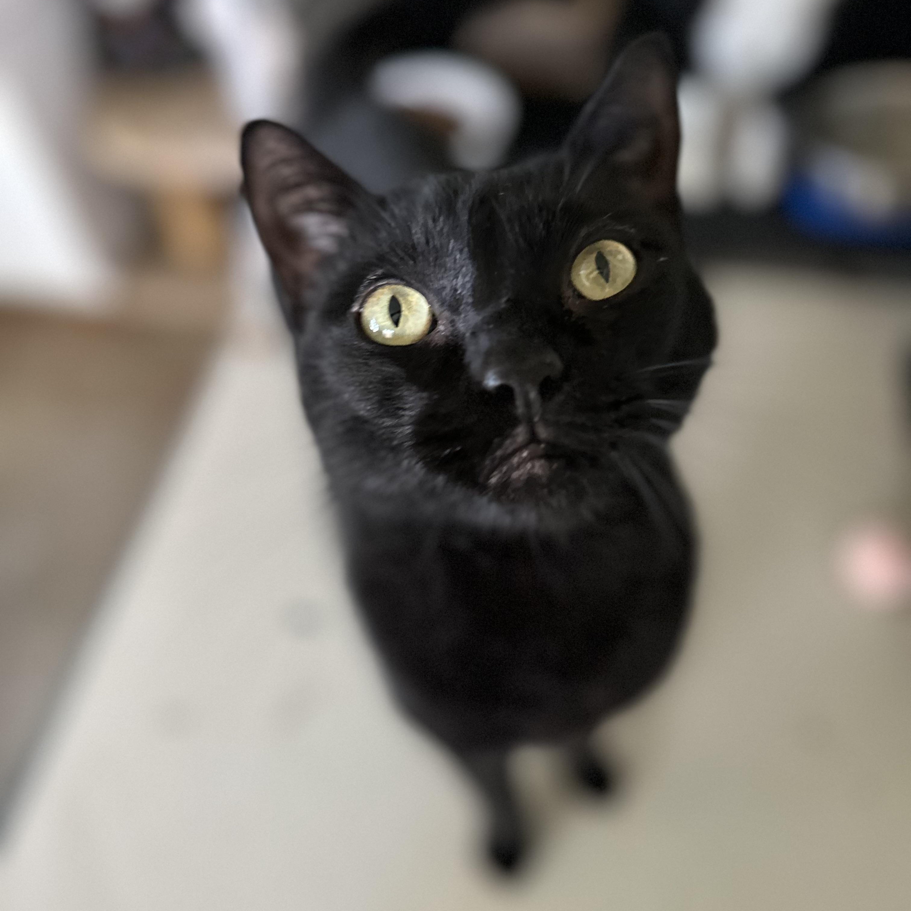 Kit Kat & Dash, a ADOPTABLE Domestic Short Hair in Sacramento, CA image 2/6