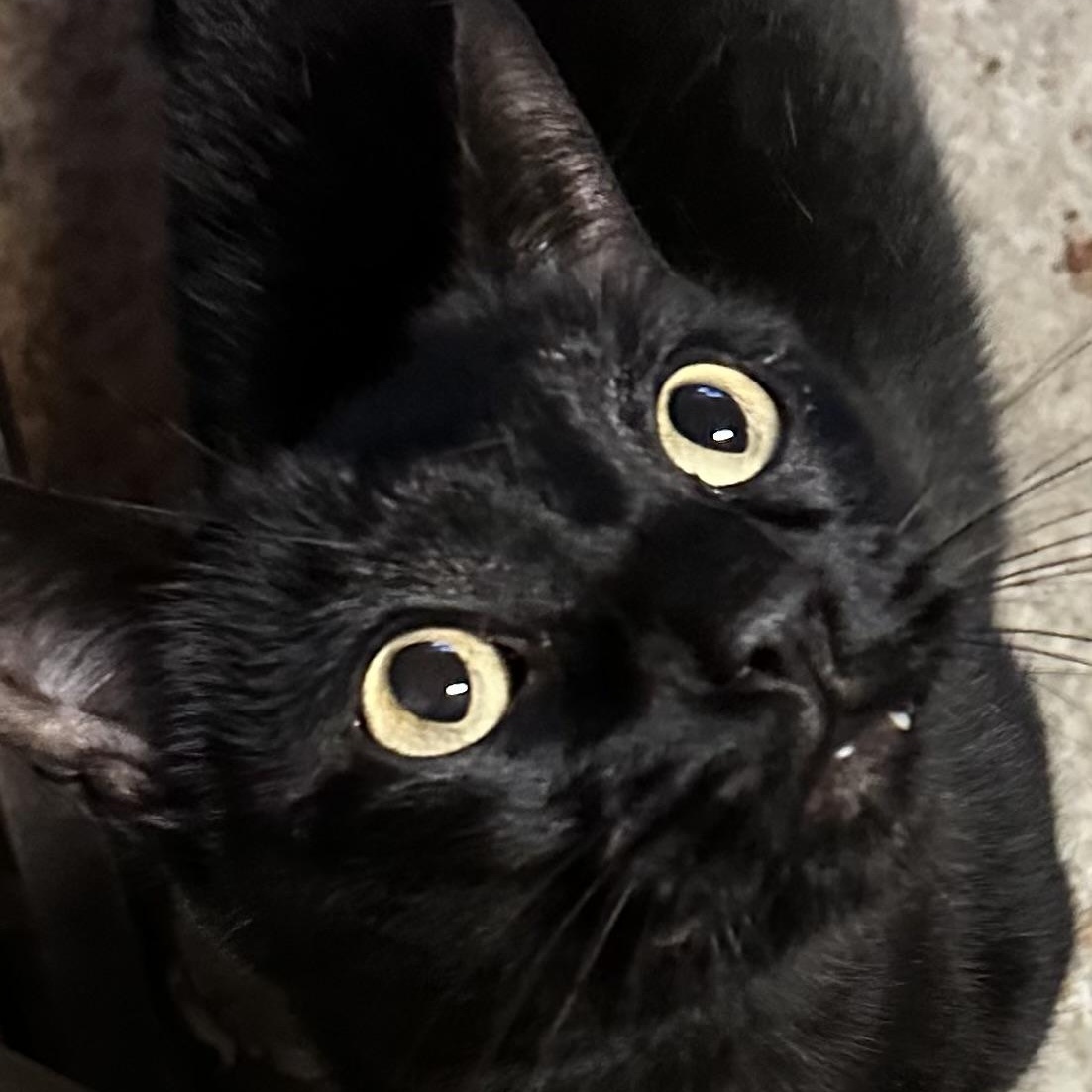 Kit Kat & Dash, a ADOPTABLE Domestic Short Hair in Sacramento, CA image 4/6