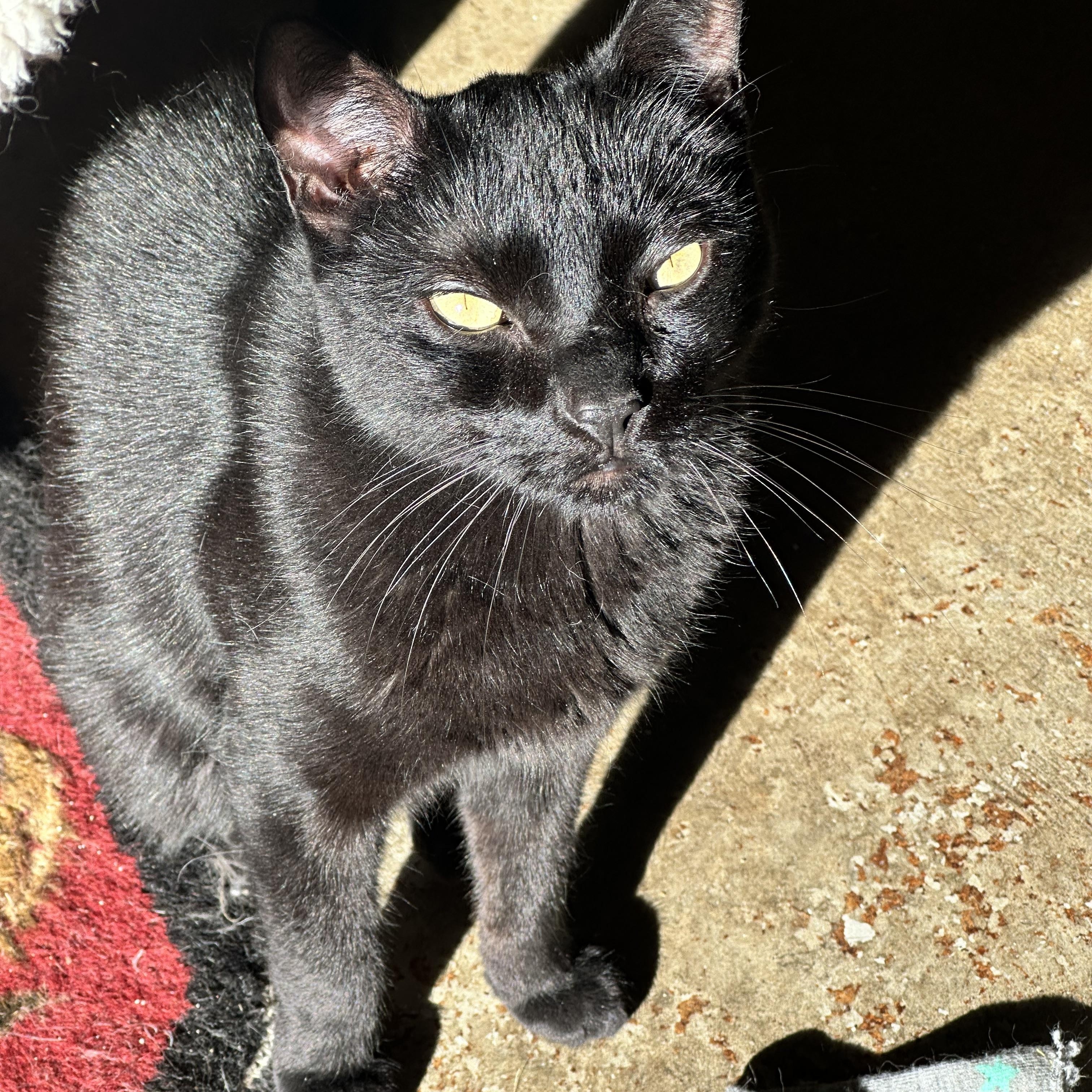 Kit Kat & Dash, a ADOPTABLE Domestic Short Hair in Sacramento, CA image 6/6