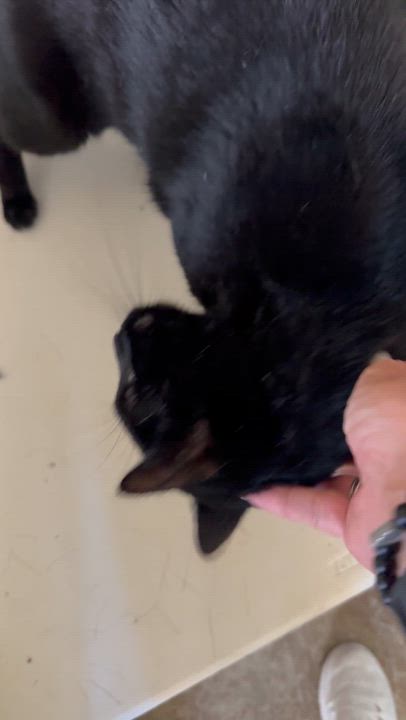 Enlarge Kit Kat & Dash, a ADOPTABLE Domestic Short Hair in Sacramento, CA video 5/6